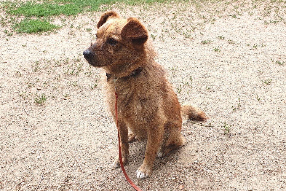 Hunde